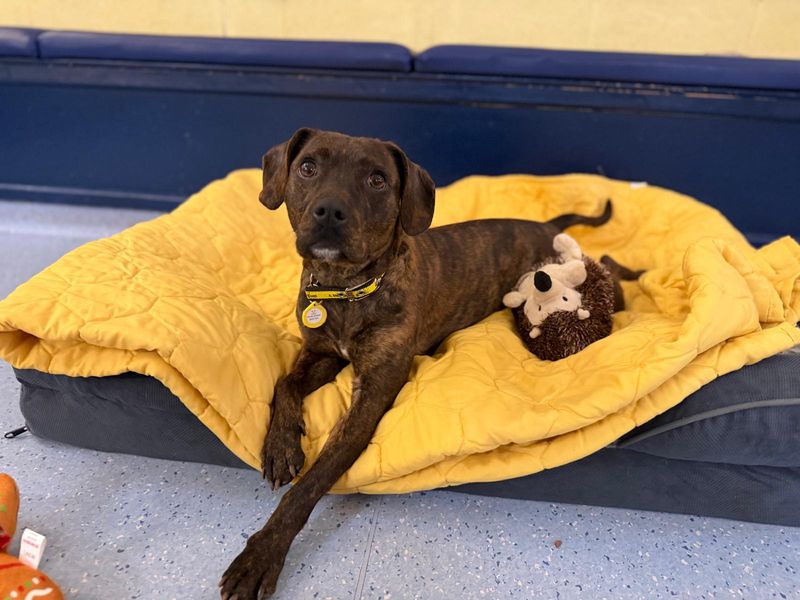 Beagle for adoption in West Calder, West Lothian – 1 year old