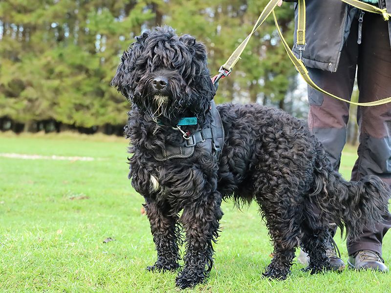 Cocker Spaniel for adoption in Leeds, Yorkshire – 6 years old