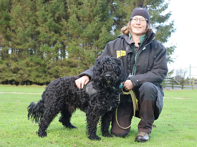 Cocker Spaniel for adoption in Leeds, West Yorkshire – 6 years old - Image 3 of 3