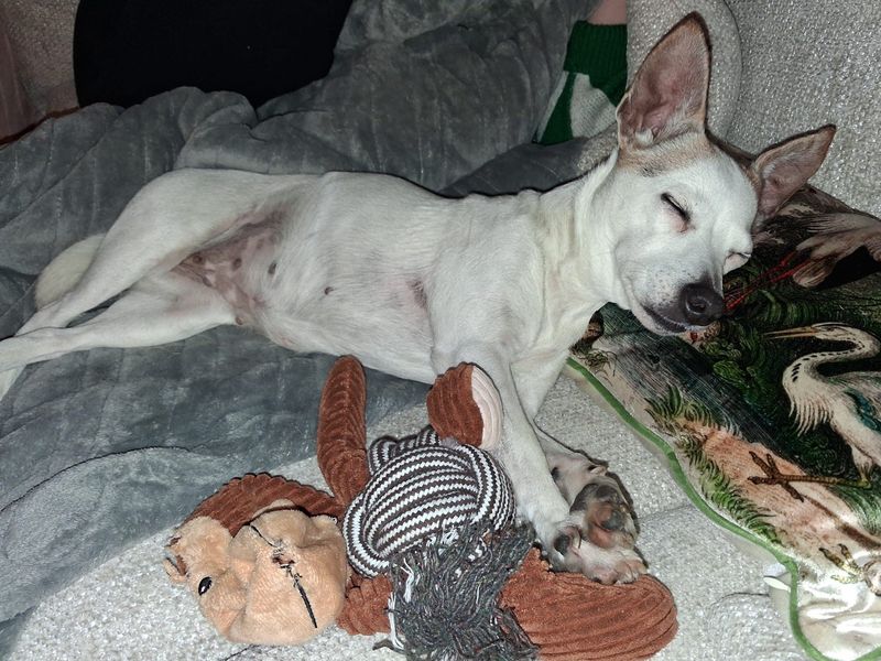 Fran, a 8 years old female Terrier available for adoption from Dogs Trust in Basildon, Essex