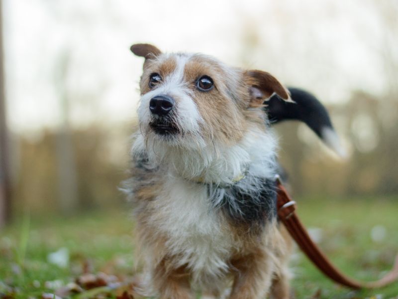 Yorkshire Terrier for adoption in Kenilworth, Warwickshire – 1 year old - Image 3 of 3