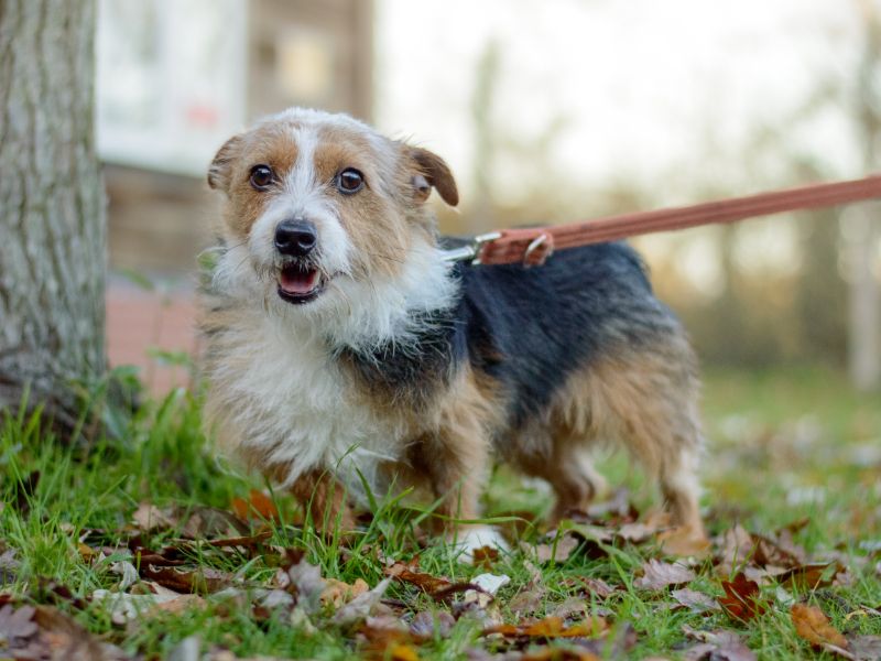 Yorkshire Terrier for adoption in Kenilworth, Warwickshire – 1 year old - Image 2 of 3