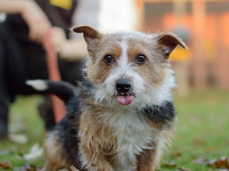 Yorkshire Terrier Dogs And Puppies For Adoption