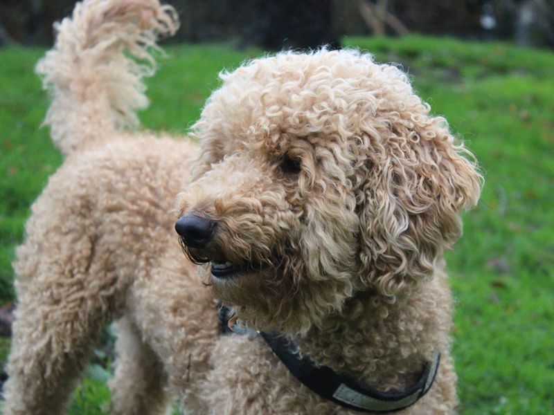 Poodle for adoption in Liverpool, Merseyside – 1 year old