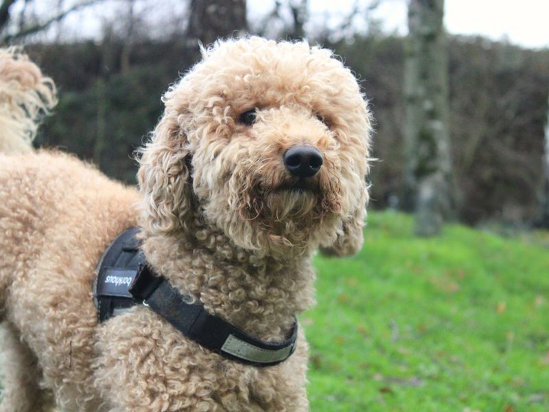 Phil | Poodle (Miniature) Cross | Merseyside (Liverpool) - 1