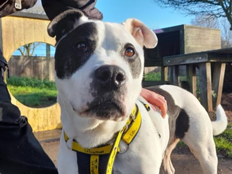 Staffordshire Bull Terrier Dogs And Puppies For Adoption