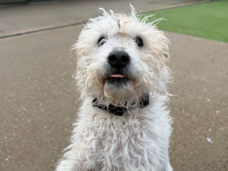 Bracken, a 6 years old female Terrier available for adoption from Dogs Trust in Loughborough, Leicestershire