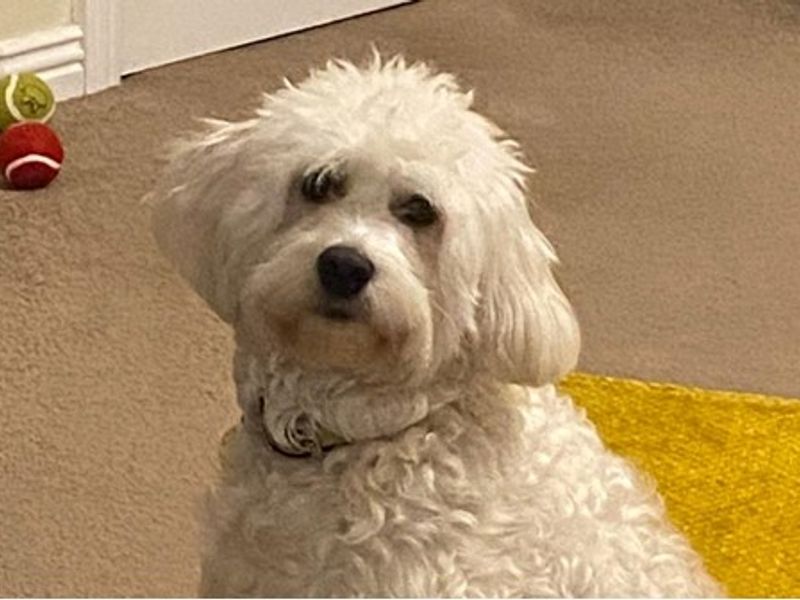 Bailey, a 2 years old male Unknown available for adoption from Dogs Trust in Loughborough, Leicestershire