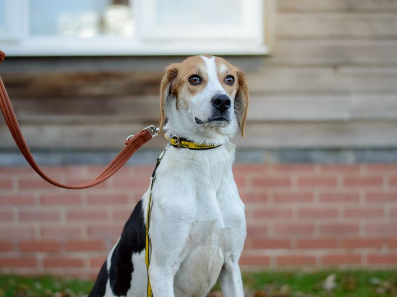 Avery, a 4 years old female Foxhound available for adoption from Dogs Trust in Evesham, West Midlands