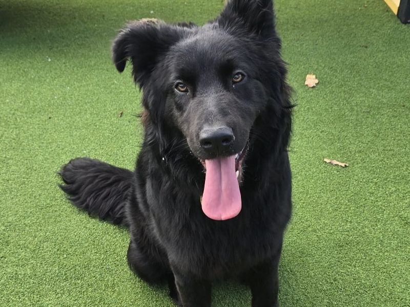 German Shepherd for adoption in Chestfield, Kent – 8 months old - Image 4 of 4