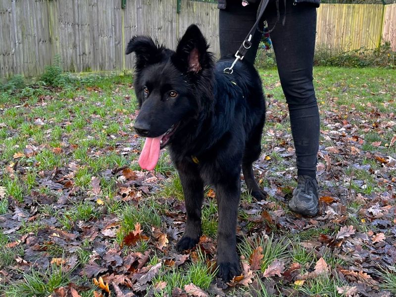 German Shepherd for adoption in Chestfield, Kent – 8 months old - Image 2 of 4