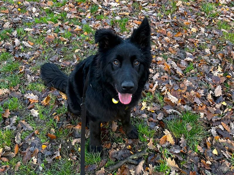 Georgie | German Shepherd Dog Cross | Canterbury - 1