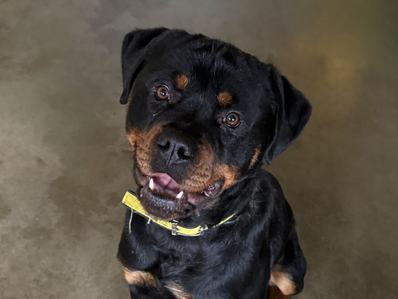 Rottweiler for adoption in Wickford, Essex – 1 year old