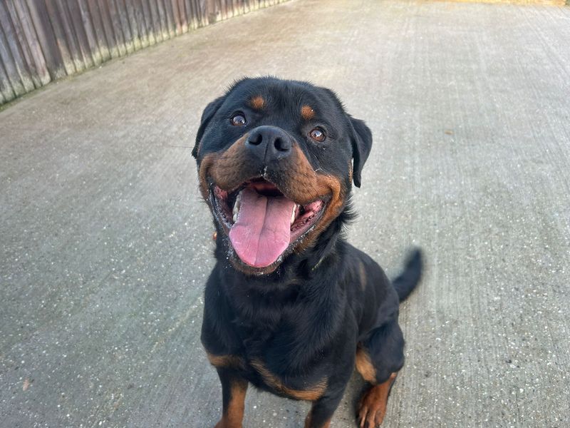Rottweiler for adoption in Wickford, Essex – 1 year old - Image 4 of 4