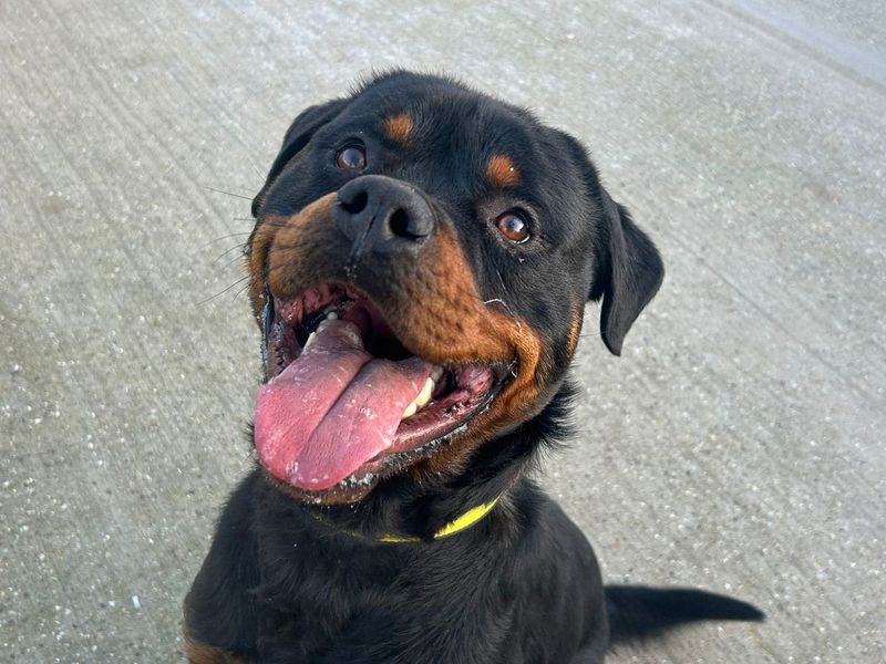Rottweiler for adoption in Wickford, Essex – 1 year old - Image 2 of 4