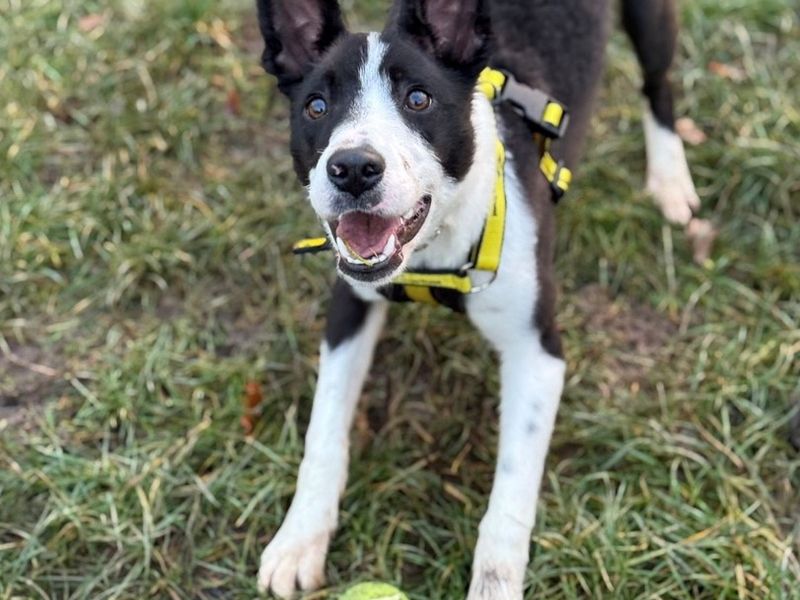 Border Collie for adoption in Telford, Shropshire – 8 months old
