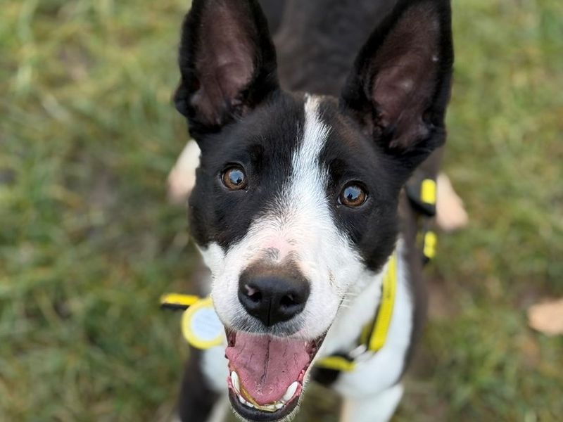 Border Collie for adoption in Telford, Shropshire – 9 months old - Image 2 of 3