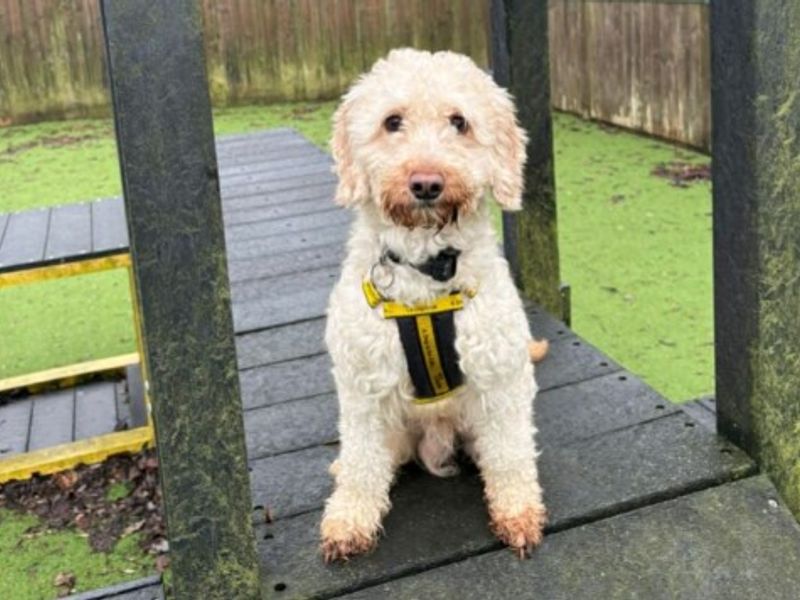 Cocker Spaniel for adoption in Wymeswold, Leicestershire – 3 years old