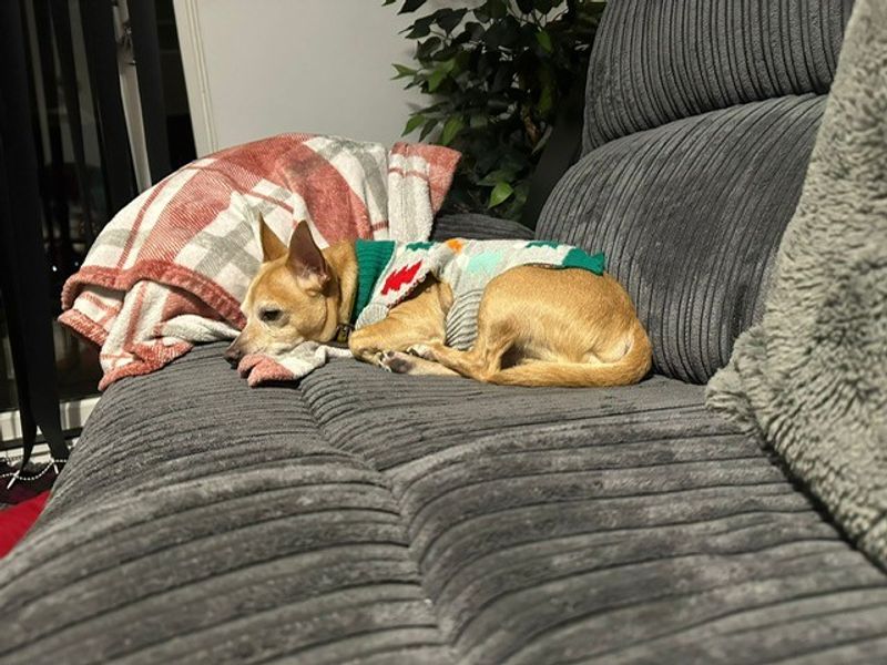 Mossy | Chihuahua (Smooth Coat) Cross | Cardiff - 1