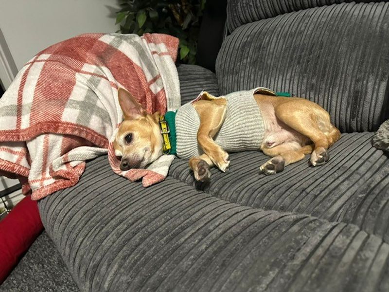 Chihuahua for adoption in Cardiff – 11 years old - Image 2 of 2