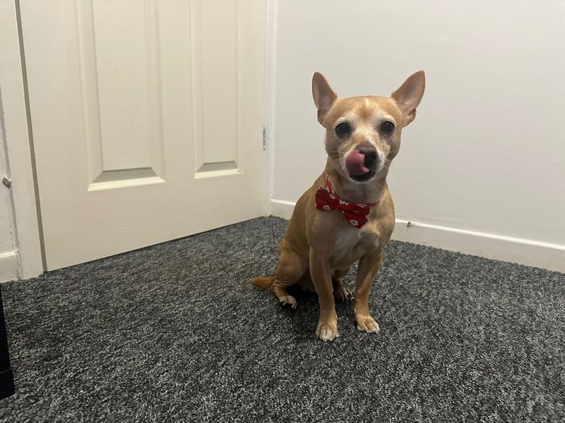 Mossy, a 8 years old male Jack Russell Terrier X Chihuahua available for adoption from Dogs Trust in Splott, Wales