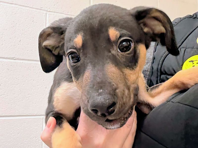 Billy, a 2 months old male Crossbreed available for adoption from Dogs Trust in Leeds