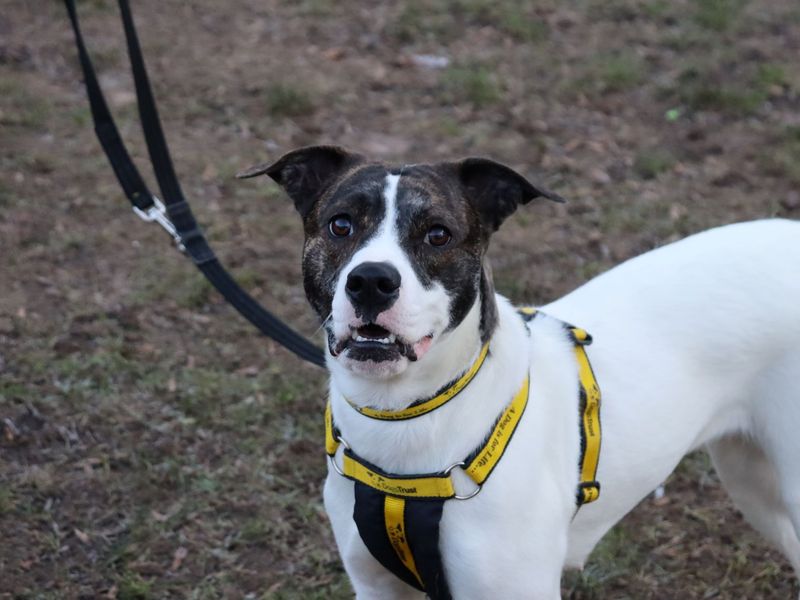 Staffordshire Bull Terrier for adoption in Glasgow – 1 year old - Image 2 of 5