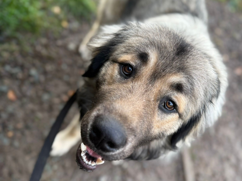 Golden Retriever for adoption in Telford, Shropshire – 1 year old - Image 2 of 2