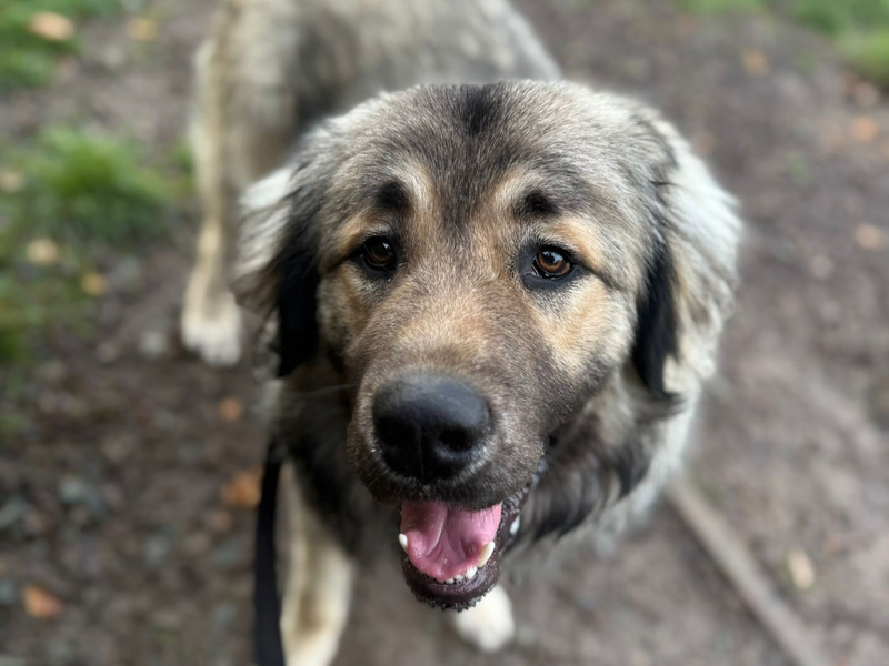 Golden Retriever Dogs And Puppies For Adoption