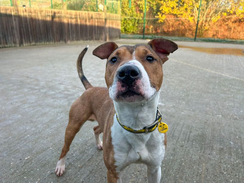 undefined | Terrier (Bull) Cross | undefined - 10