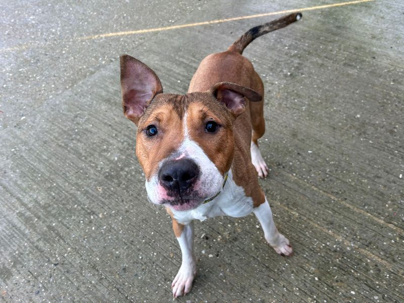 Jax, a 4 years old male Bull Terrier available for adoption from Dogs Trust in Basildon, Essex