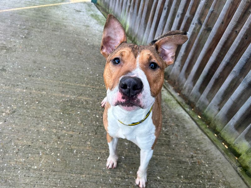 undefined | Terrier (Bull) Cross | undefined - 12