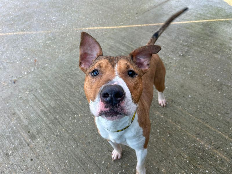 undefined | Terrier (Bull) Cross | undefined - 13