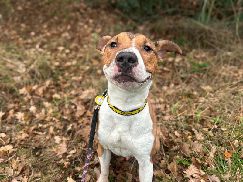 undefined | Terrier (Bull) Cross | undefined - 7
