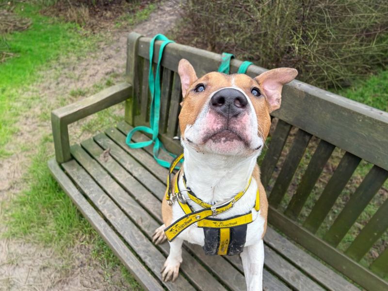 undefined | Terrier (Bull) Cross | undefined - 6