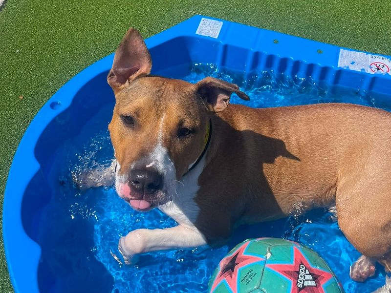 Jax | Terrier (Bull) Cross | Basildon (Essex) - 4