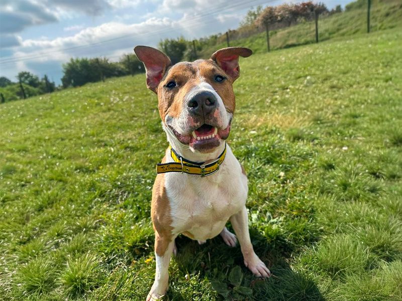 Jax | Terrier (Bull) Cross | Basildon (Essex) - 3