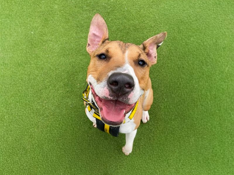 Jax | Terrier (Bull) Cross | Basildon (Essex) - 5