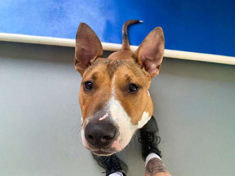 Jax | Terrier (Bull) Cross | Basildon (Essex) - 1
