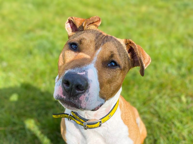 Jax | Terrier (Bull) Cross | Basildon (Essex) - 2