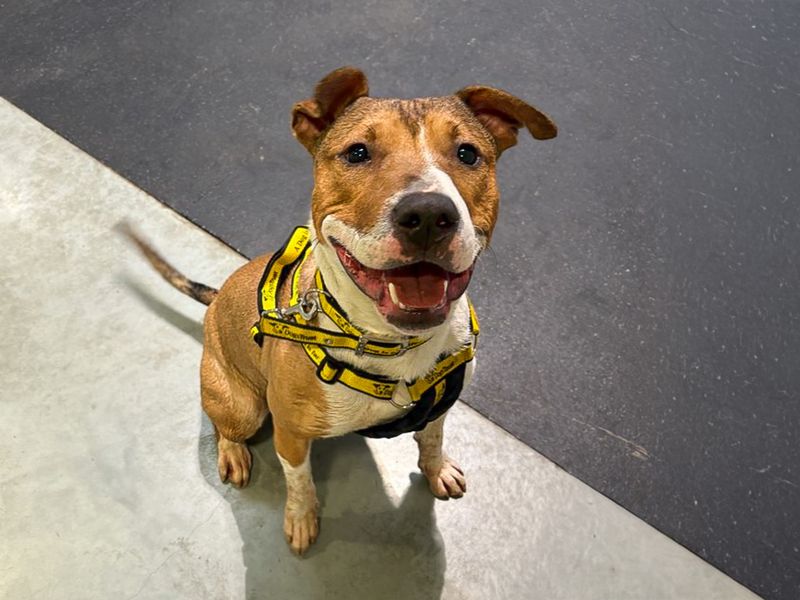 Jax | Terrier (Bull) Cross | Basildon (Essex) - 5