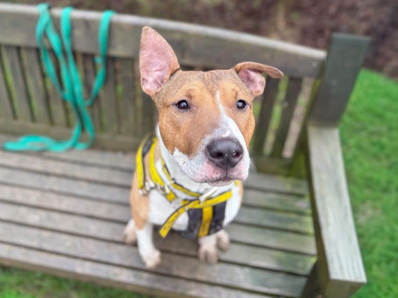Jax | Terrier (Bull) Cross | Basildon (Essex) - 6