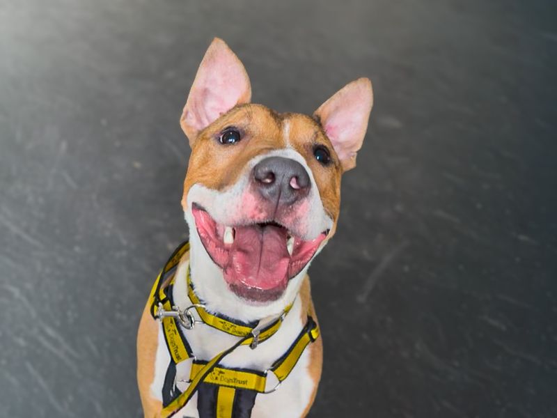 Jax | Terrier (Bull) Cross | Basildon (Essex) - 2