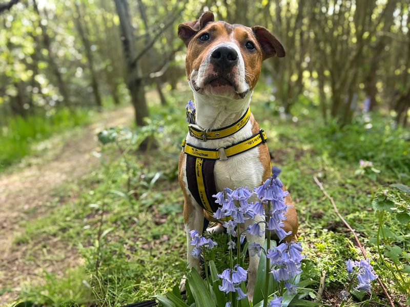 Jax | Terrier (Bull) Cross | Basildon (Essex) - 11