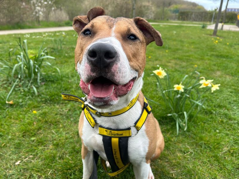 Jax | Terrier (Bull) Cross | Basildon (Essex) - 3
