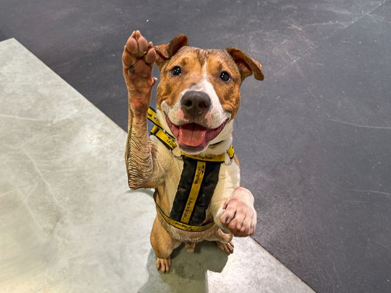 Jax | Terrier (Bull) Cross | Basildon (Essex) - 7