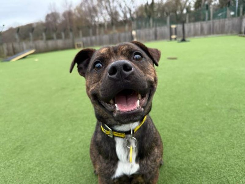Brin, a 2 years old male Staffordshire Bull Terrier X Jack Russell Terrier available for adoption from Dogs Trust in Glasgow, Scotland