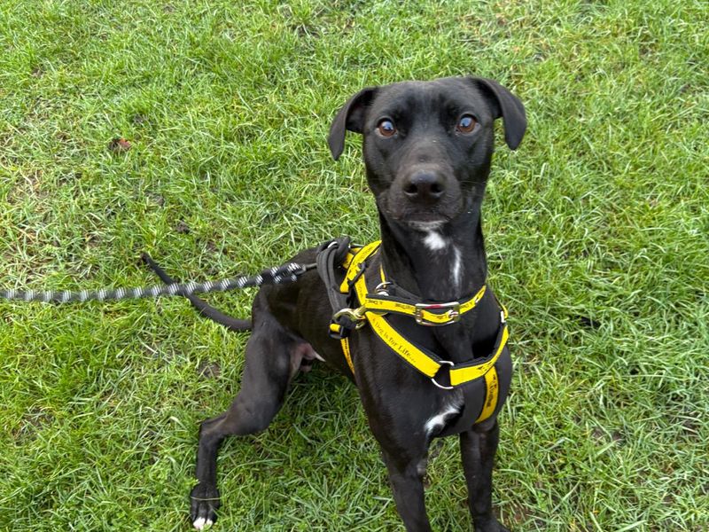 Sprint, a 2 years old male Lurcher available for adoption from Dogs Trust in Harefield, Greater London