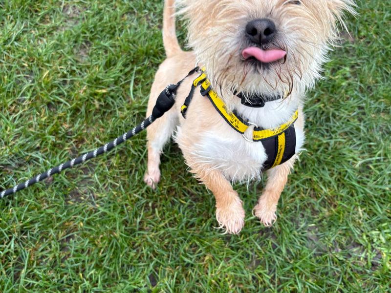 Yorkshire Terrier for adoption in Uxbridge, Greater London – 1 year old - Image 2 of 2