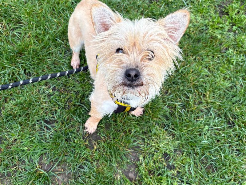Yorkshire Terrier for adoption in Uxbridge, London – 1 year old